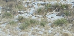 Yucca glauca