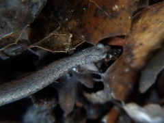 Batrachoseps gavilanensis