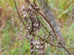 Acacia simsii