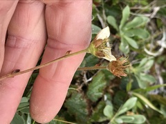 Geum uniflorum