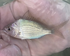 Eucinostomus gula