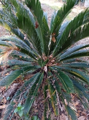 Cycas revoluta