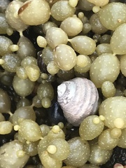 Austrocochlea constricta