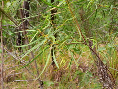 Acacia simsii