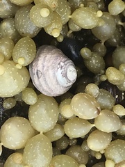 Austrocochlea constricta