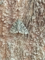 Larentiinae