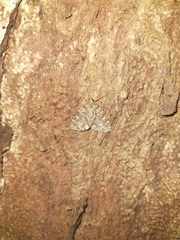 Larentiinae