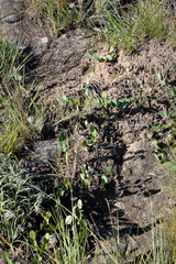 Afroaster perfoliatus