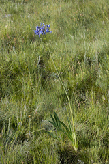 Agapanthus campanulatus