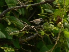 Curruca curruca