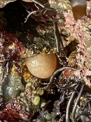Aplidium californicum