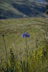 Agapanthus campanulatus
