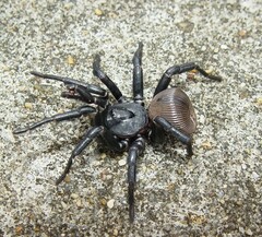 Cyclocosmia truncata