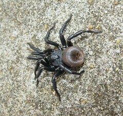 Cyclocosmia truncata