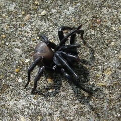 Cyclocosmia truncata