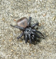 Cyclocosmia truncata