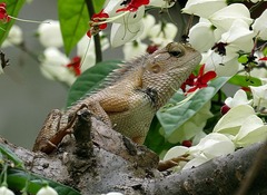 Calotes versicolor