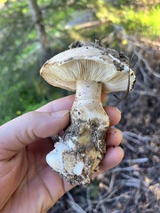 Leucoagaricus barssii