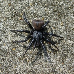 Cyclocosmia truncata