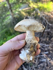 Leucoagaricus barssii