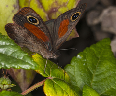 Cassionympha cassius