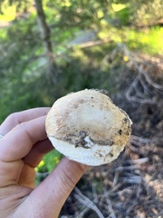 Leucoagaricus barssii