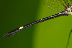 Micrathyria laevigata