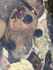 Nerita atramentosa