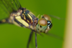 Micrathyria laevigata