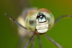 Micrathyria laevigata