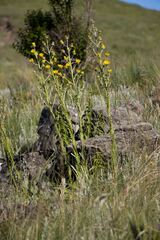 Berkheya rhapontica