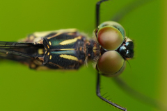 Micrathyria laevigata