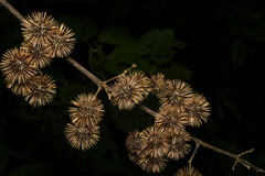 Heliocarpus americanus