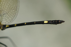 Micrathyria laevigata