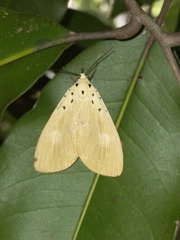 Asota iodamia