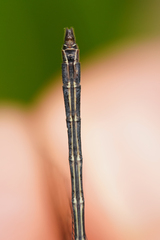Micrathyria laevigata