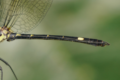 Micrathyria laevigata