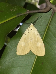Asota iodamia