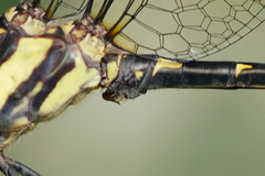 Micrathyria laevigata