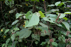 Heliocarpus americanus