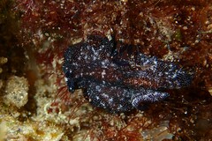 Acanthozoon