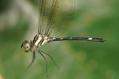 Micrathyria laevigata