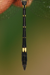 Micrathyria laevigata