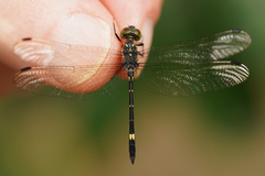 Micrathyria laevigata