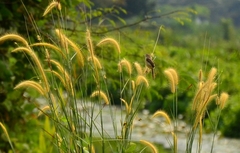 Prinia inornata
