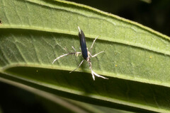 Pterophoroidea