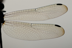 Micrathyria laevigata