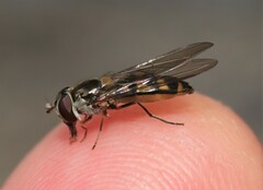 Meliscaeva auricollis