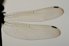 Micrathyria laevigata