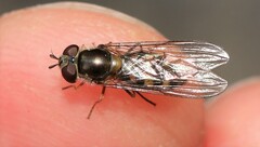 Meliscaeva auricollis